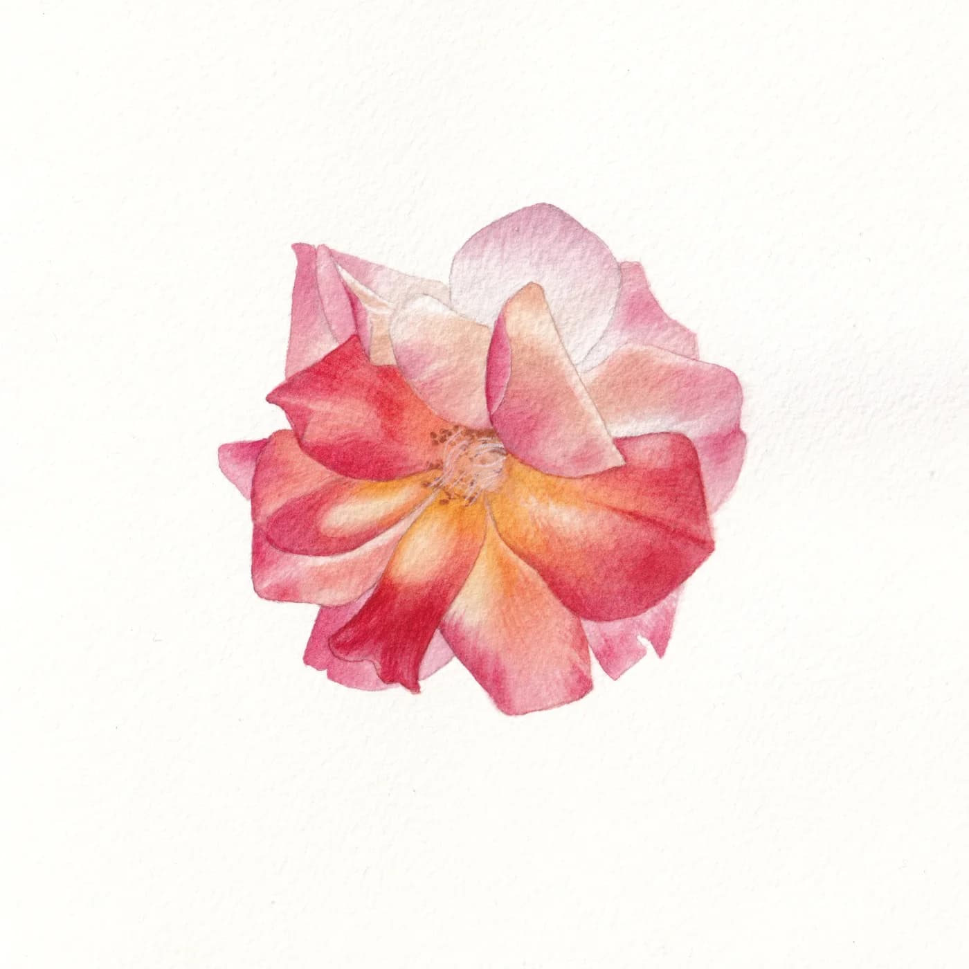 Watercolour painting of the rose by Ominia.art