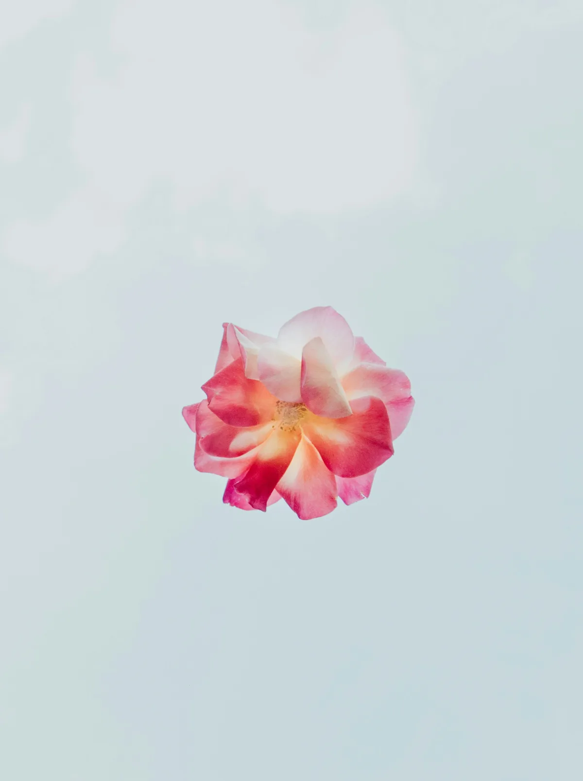 Photograph of a pink and coral rose against a pale sky